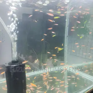 Luminous Danios All Colours Available