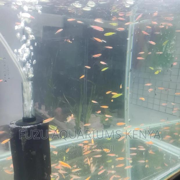 Luminous Danios All Colours Available