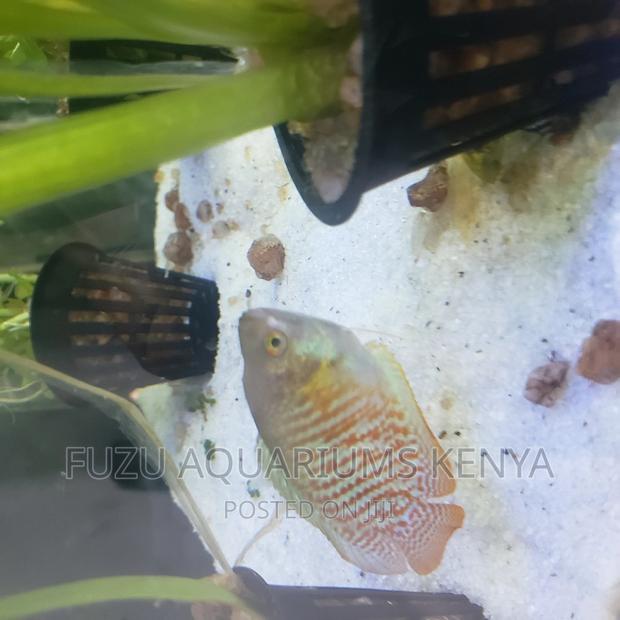 Dwarf Gouramis - Adults - thumbnail 4