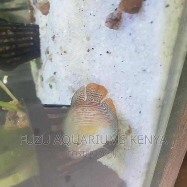 Dwarf Gouramis - Adults - thumbnail 5