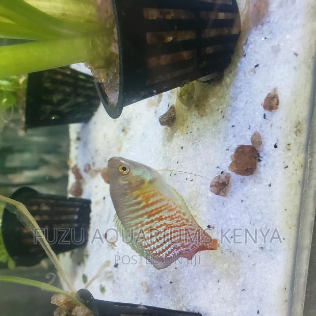 Dwarf Gouramis - Adults - thumbnail 6