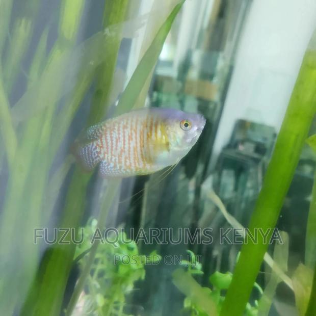 Dwarf Gouramis - Adults - main view