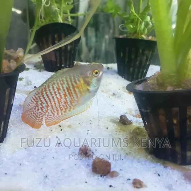 Dwarf Gouramis - Adults - thumbnail 2