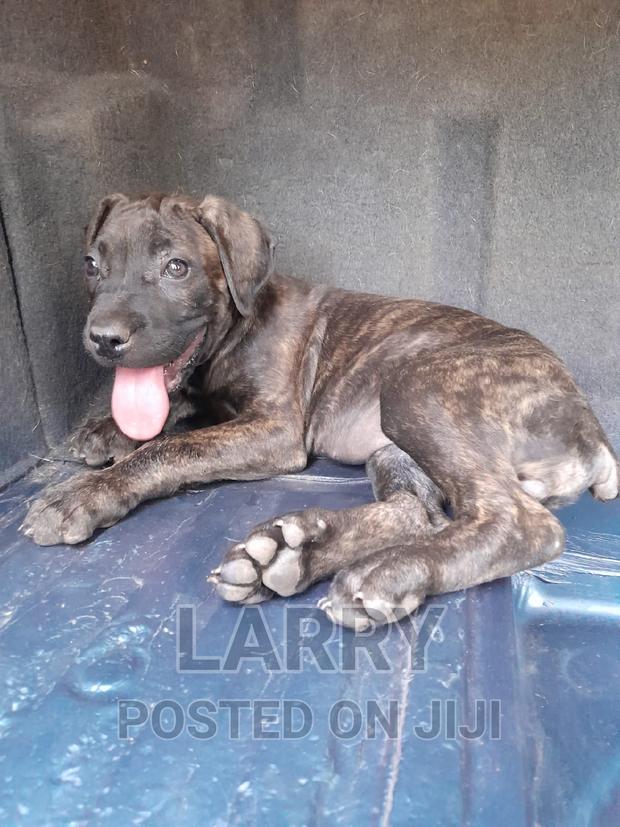 1-3 months Female Purebred Boerboel - main view