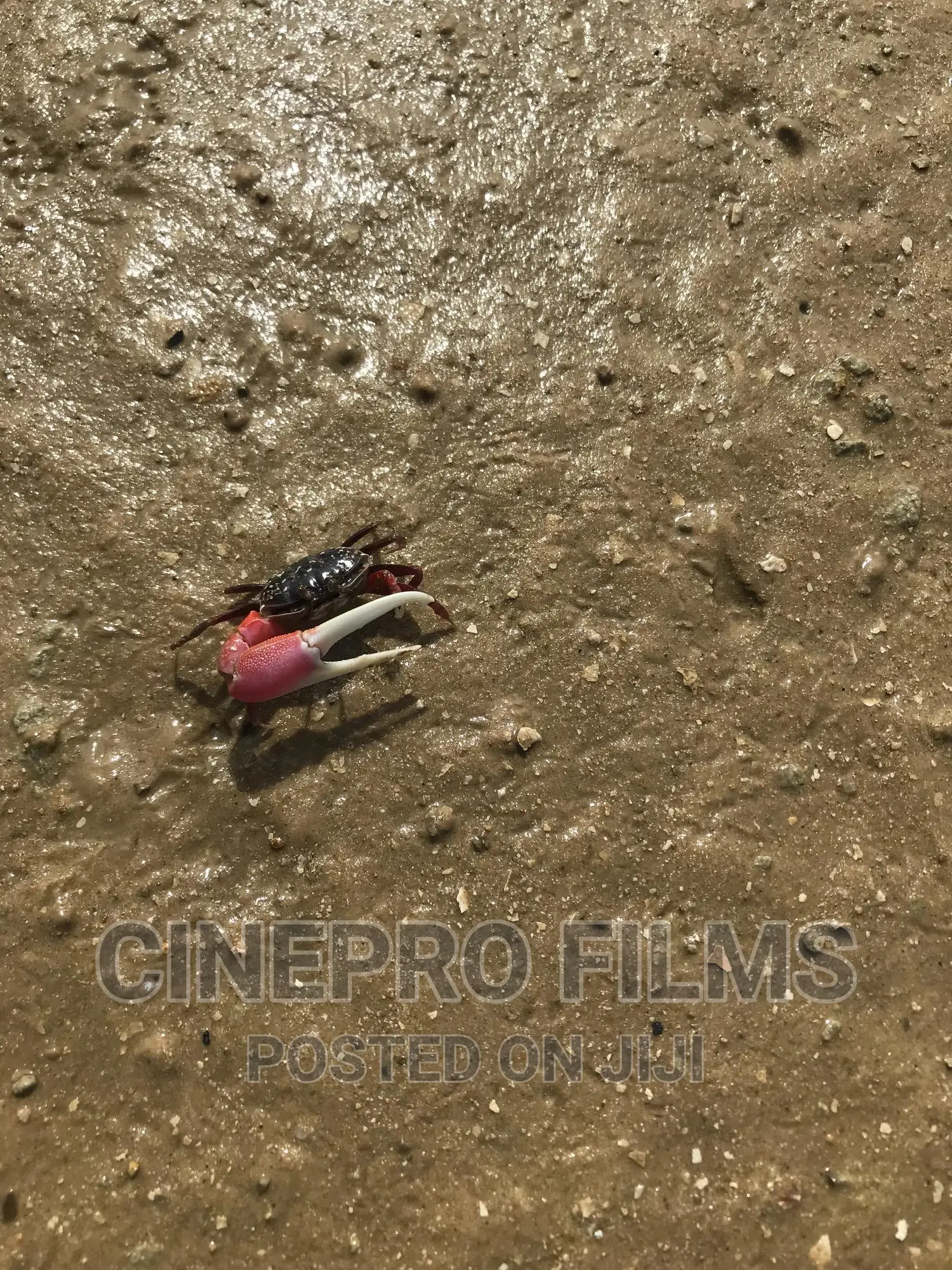 Wildlife Photography , Videography and Vlogs