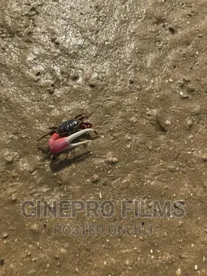 Wildlife Photography , Videography and Vlogs