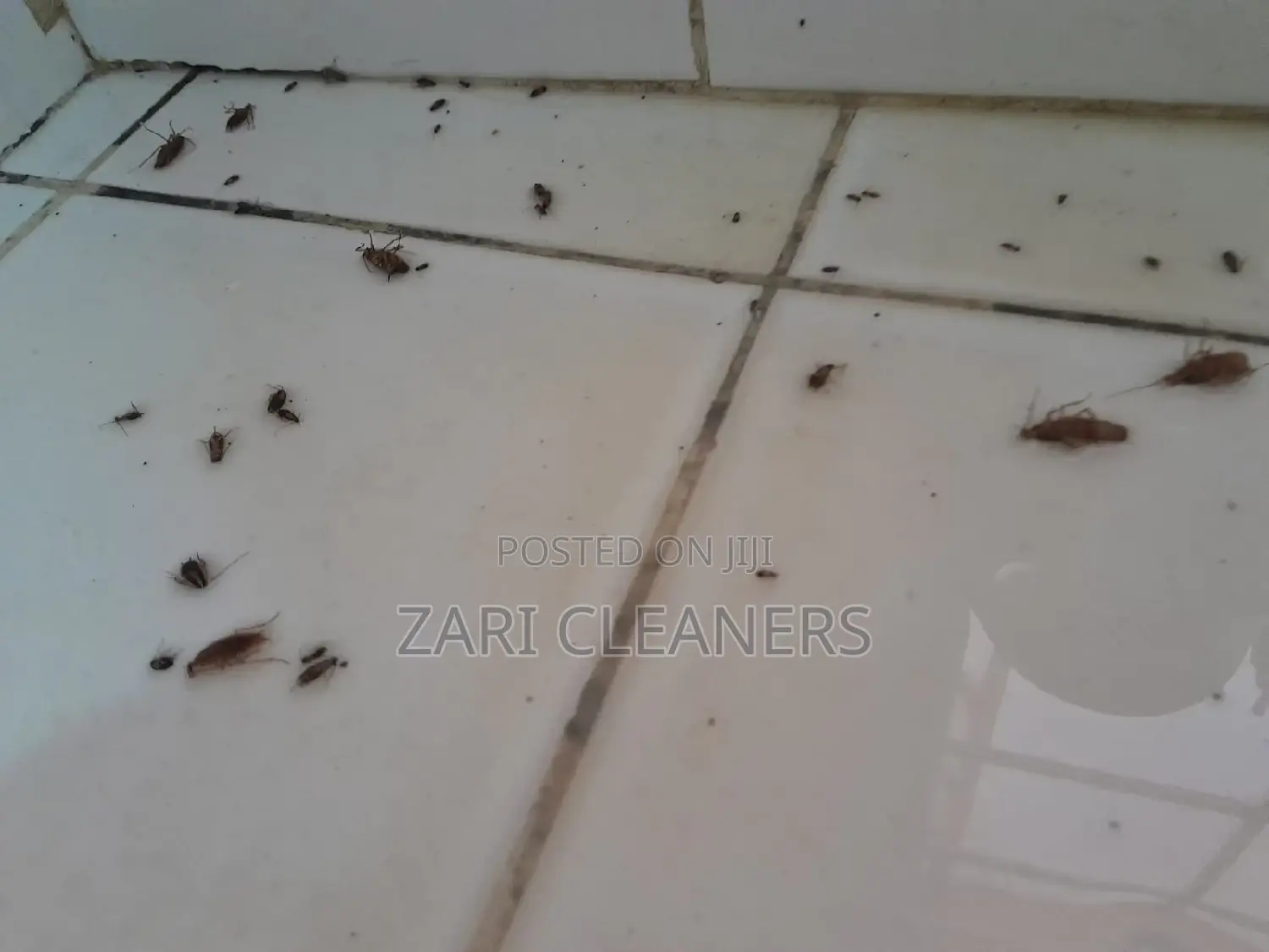 Fumigation Services in Dagoretti