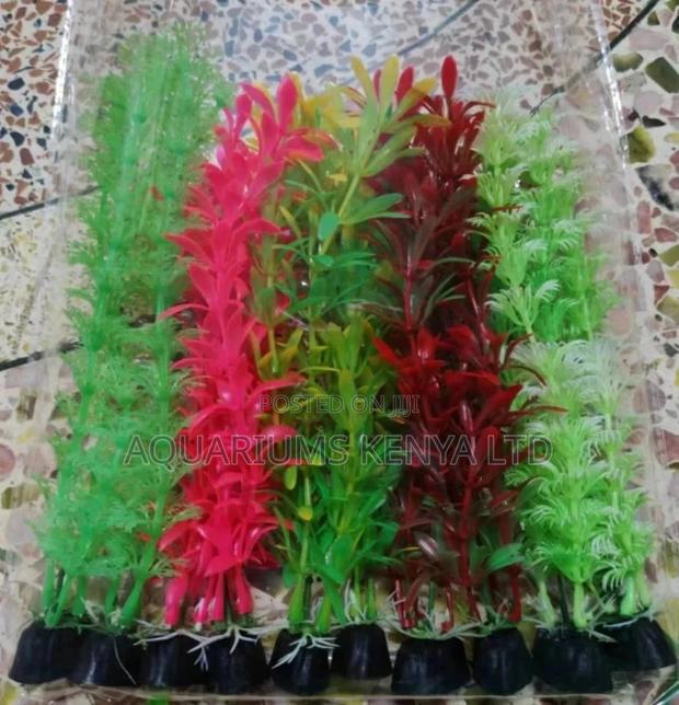 Long Plants , Aquarium Plants. - main view