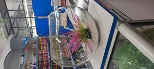 Nice 10litres Fish Bowl Complete - thumbnail 2