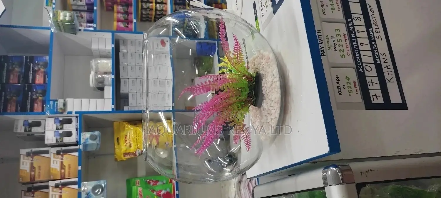 Cool 10litres Fish Bowl With Plant