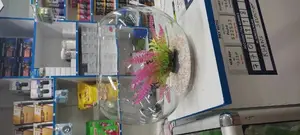 Cool 10litres Fish Bowl With Plant