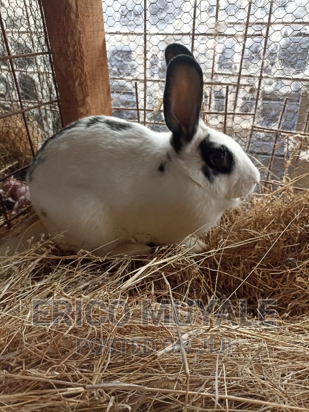Rabbit Farming - main view