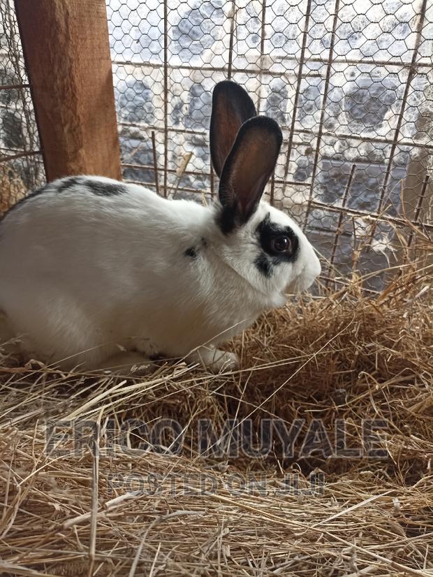 Rabbit Farming - thumbnail 3