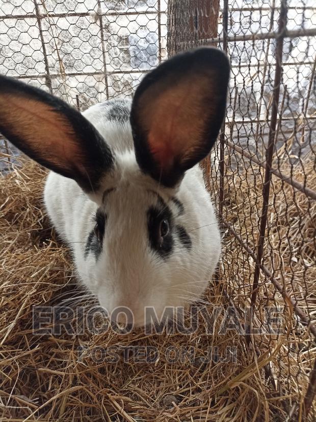 Rabbit Farming - thumbnail 4