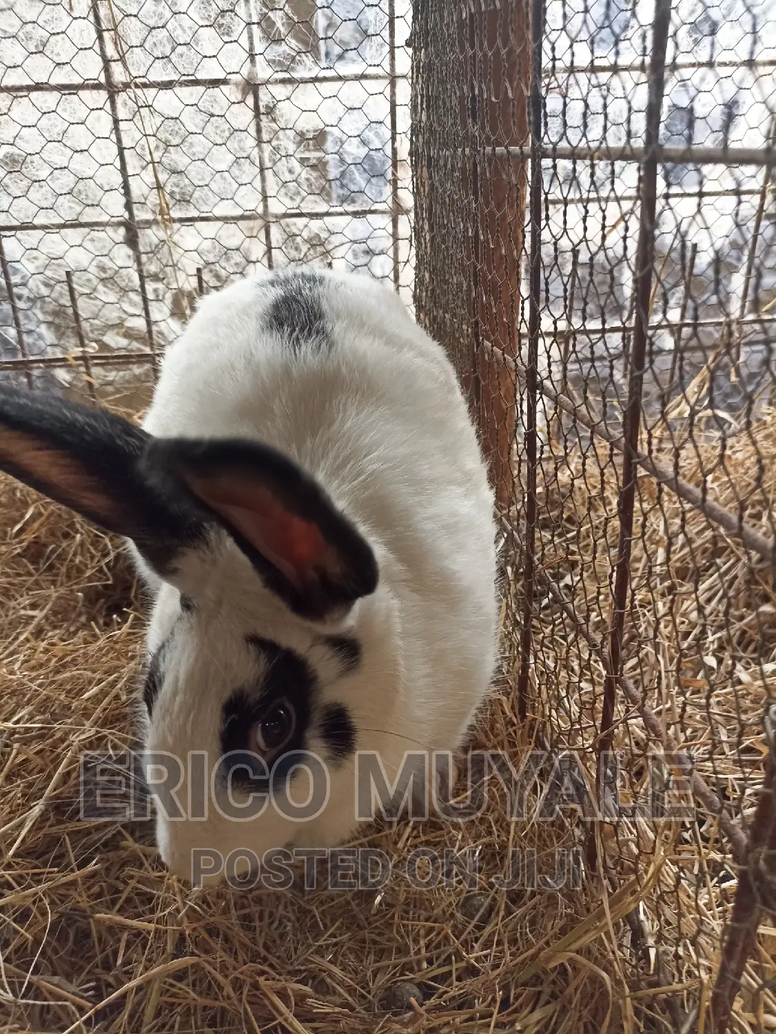 Rabbit Farming in Kilimani Farm Animals, Erico Muyale Jiji.co.ke