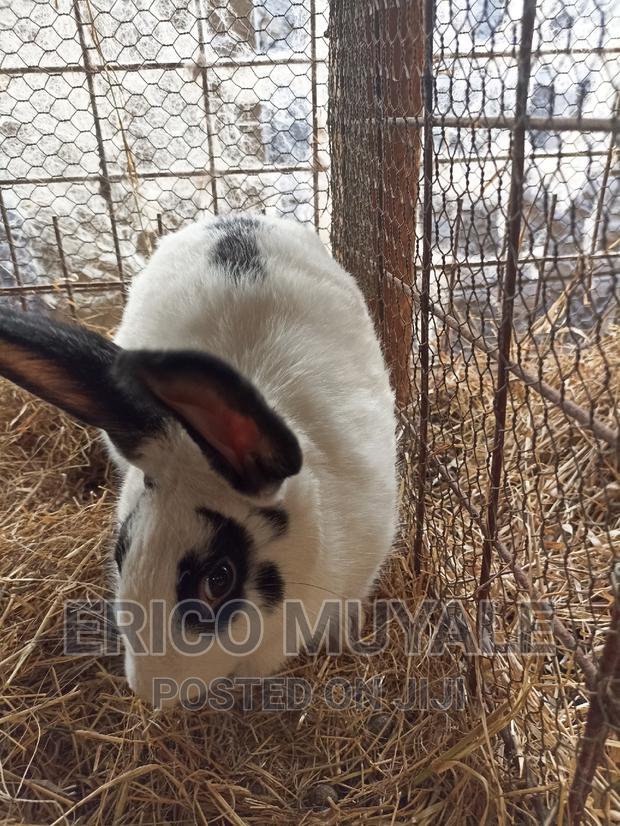 Rabbit Farming - thumbnail 5