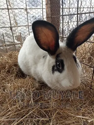 Rabbit Farming