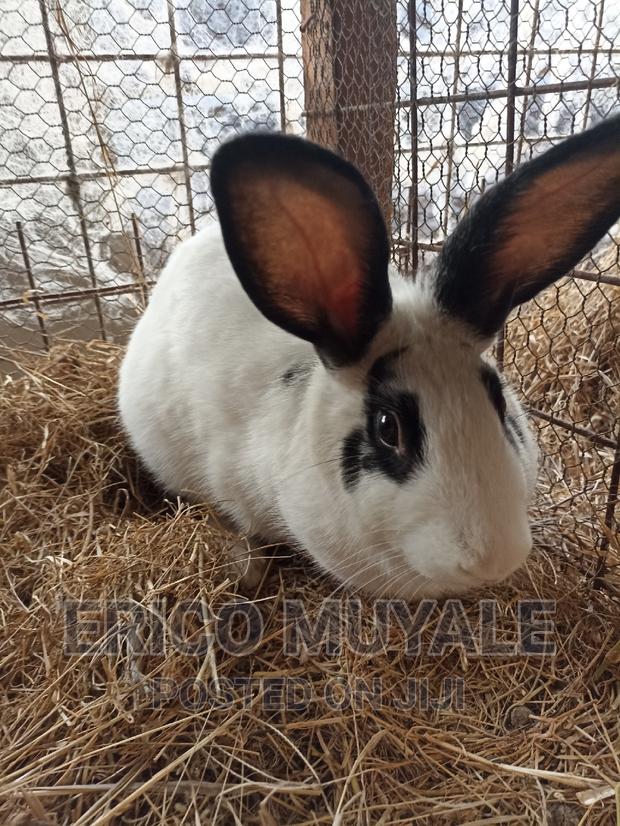 Rabbit Farming - thumbnail 6