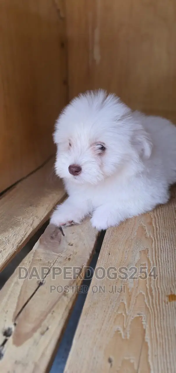 1-3 months Male Purebred Havanese