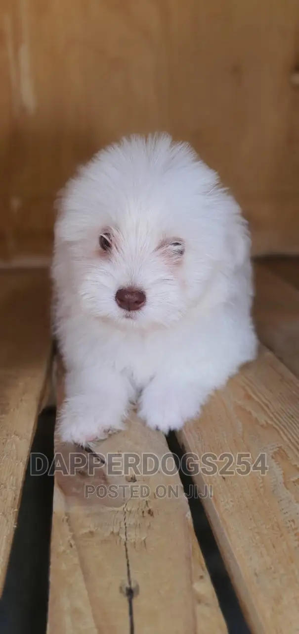 1-3 months Male Purebred Havanese
