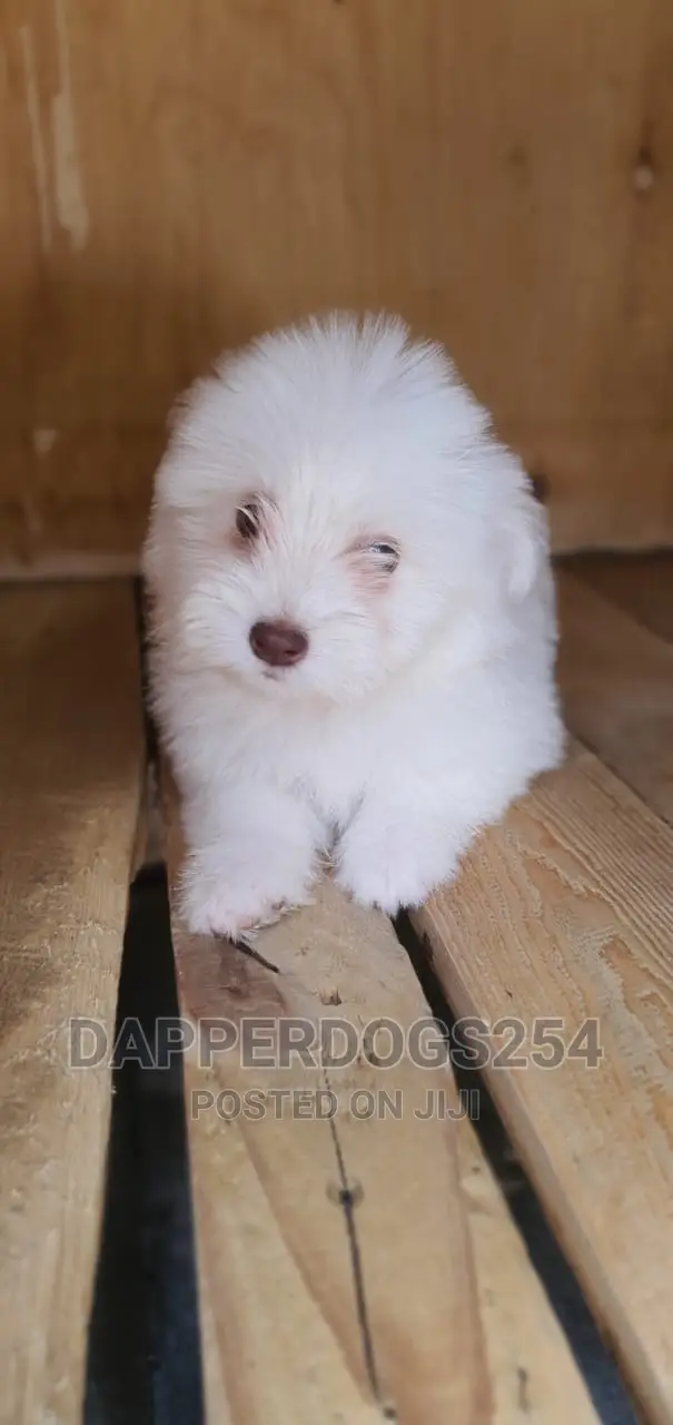 1-3 months Male Purebred Havanese