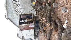 Indigenous Firewood