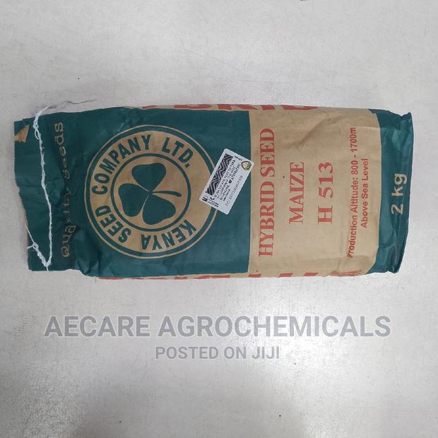Hybrid Maize Seeds H513 2kg