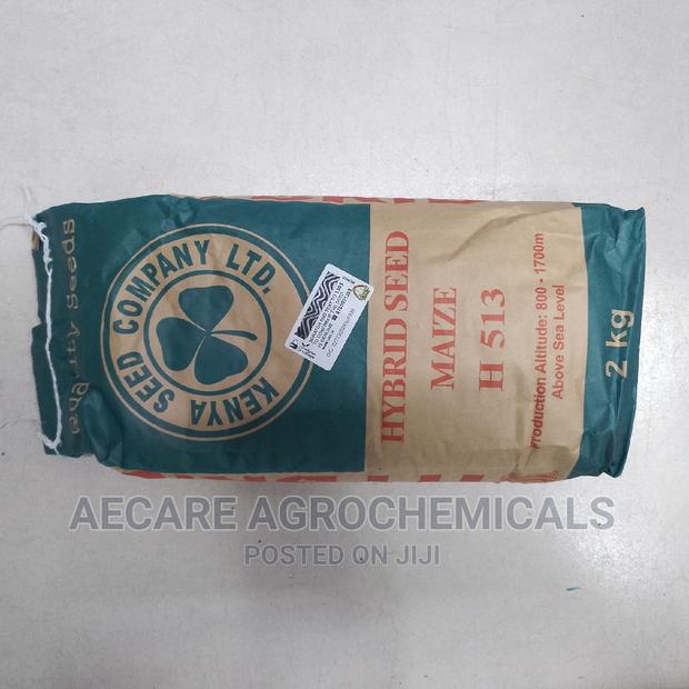 Hybrid Maize Seeds H513 2kg - thumbnail 5