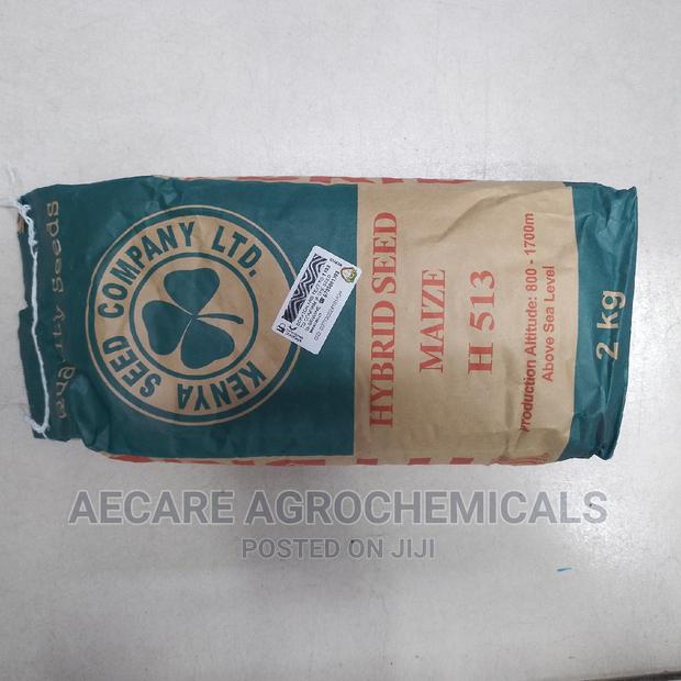 Hybrid Maize Seeds H513 2kg - thumbnail 7