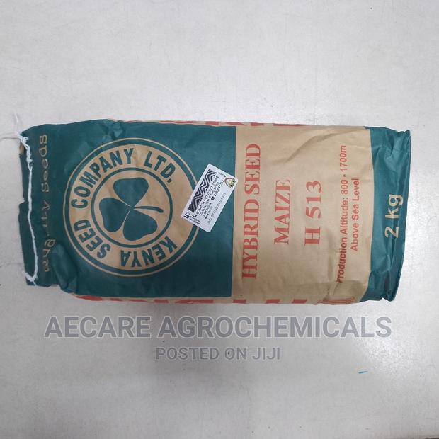 Hybrid Maize Seeds H513. 2kgs - thumbnail 7