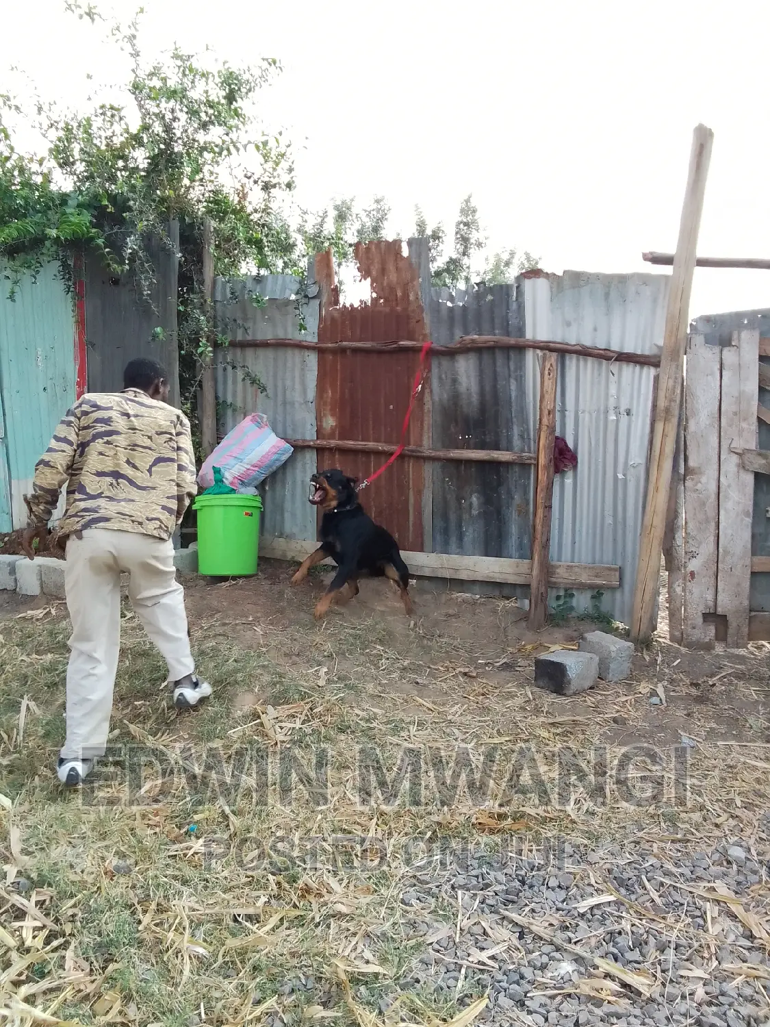 Dog Training