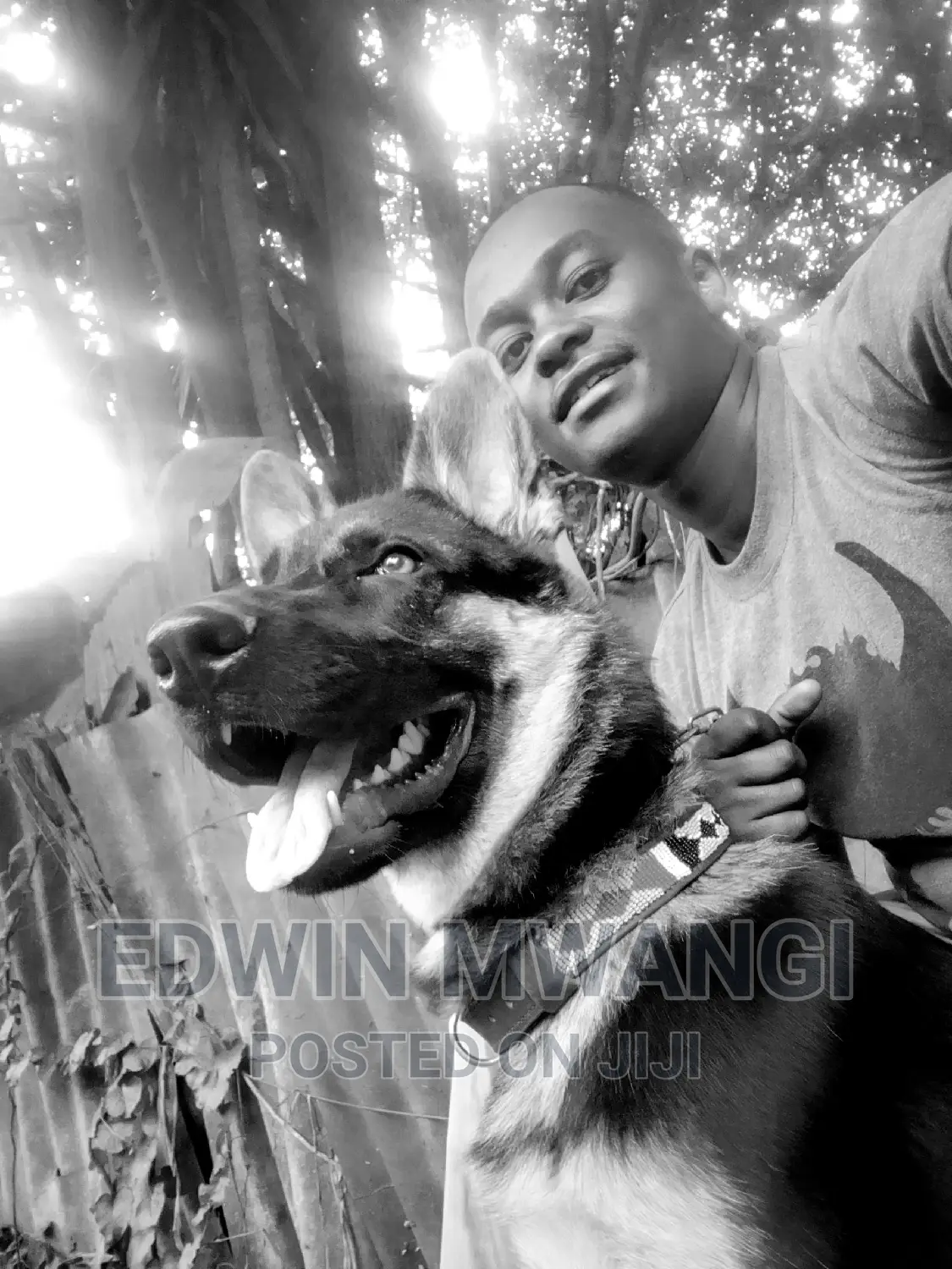 Dog Training
