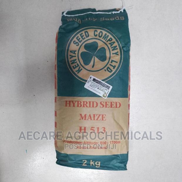 Hybrid Maize Seeds H513. 2kgs - thumbnail 4