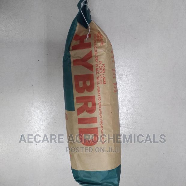 Hybrid Maize Seeds H513. 2kgs - thumbnail 5