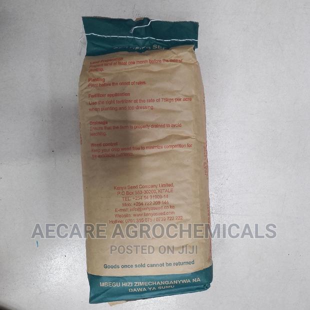 Hybrid Maize Seeds H513. 2kgs - thumbnail 6