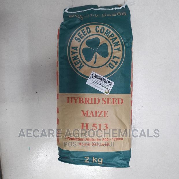 Hybrid Maize Seeds H513. 2kgs - thumbnail 3