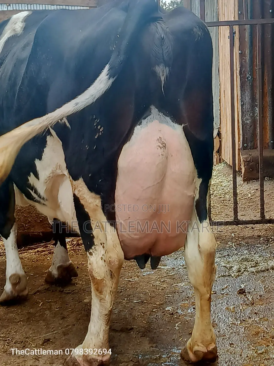 Pure Pedigree Friesian