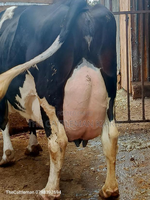 Pure Pedigree Friesian - thumbnail 2