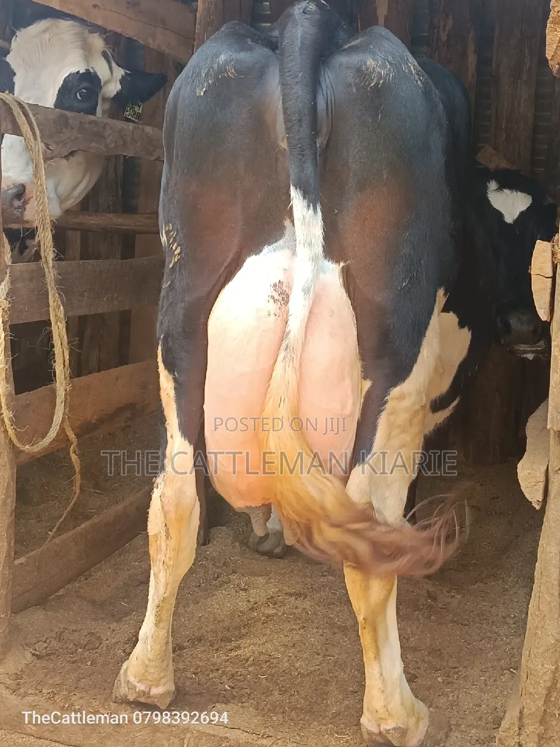 Pure Pedigree Friesian