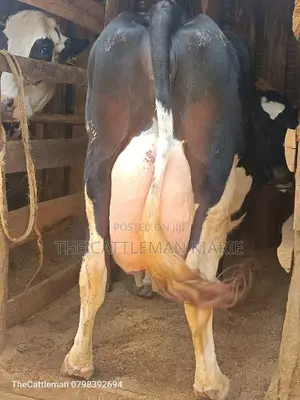 Pure Pedigree Friesian