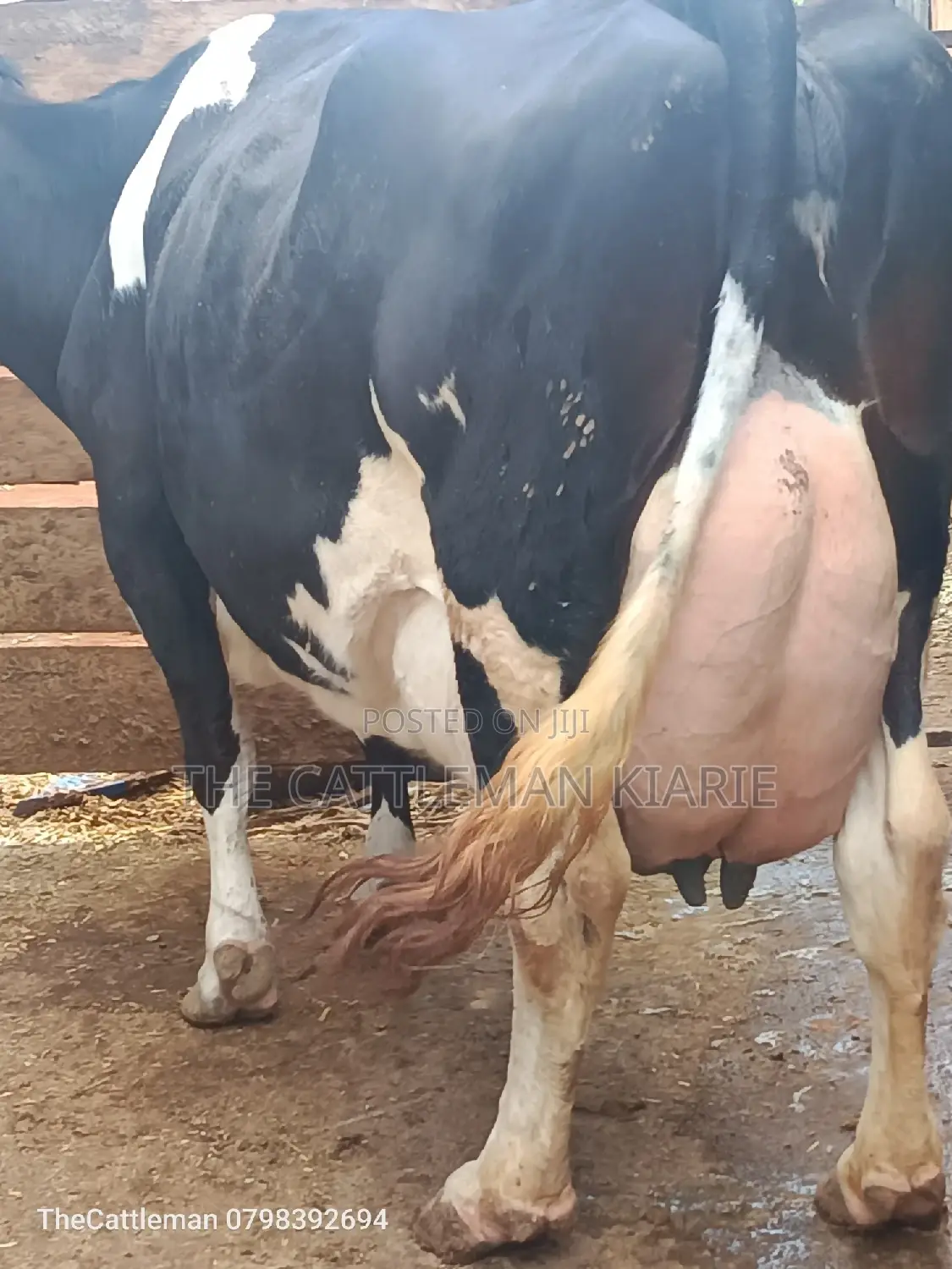 Pure Pedigree Friesian
