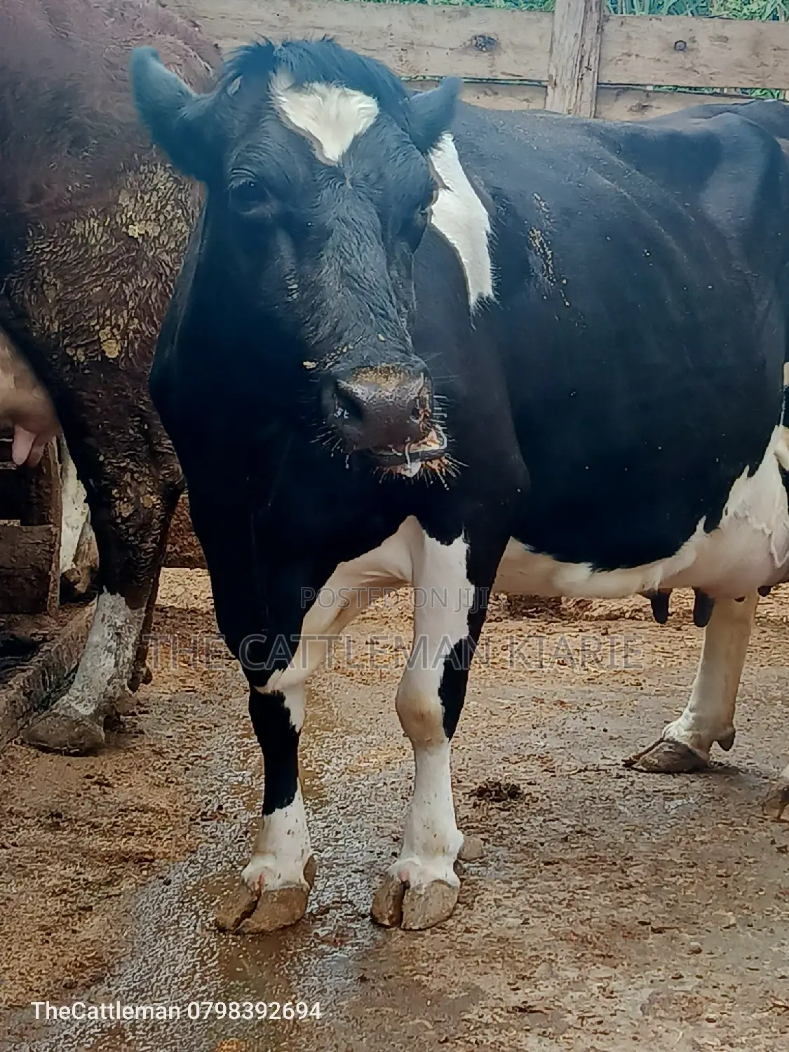 Pure Pedigree Friesian