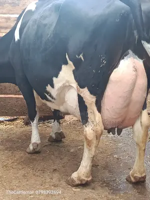 Pure Pedigree Friesian