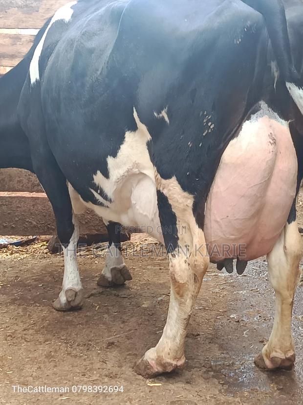 Pure Pedigree Friesian - thumbnail 4