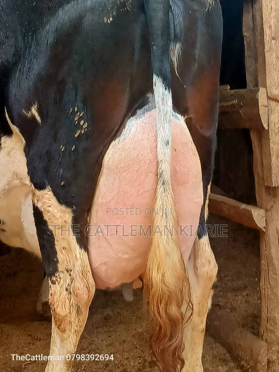 Pure Pedigree Friesian