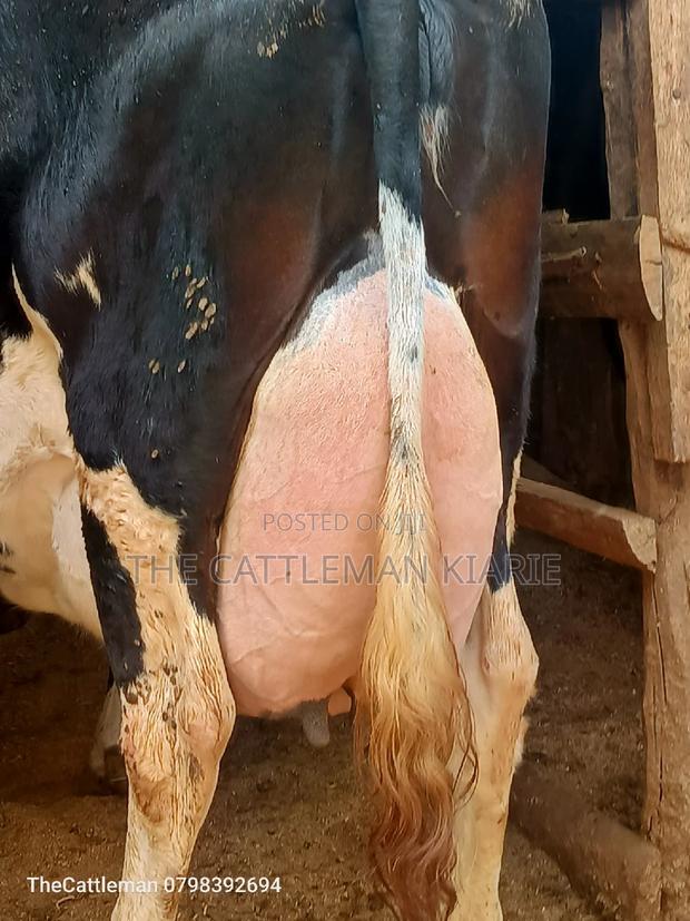 Pure Pedigree Friesian - thumbnail 7