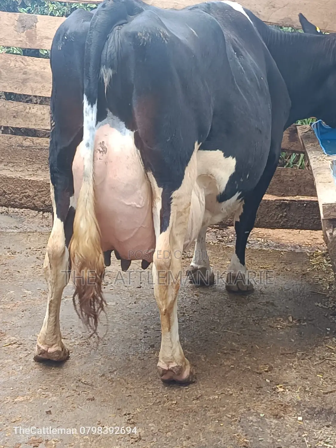 Pure Pedigree Friesian