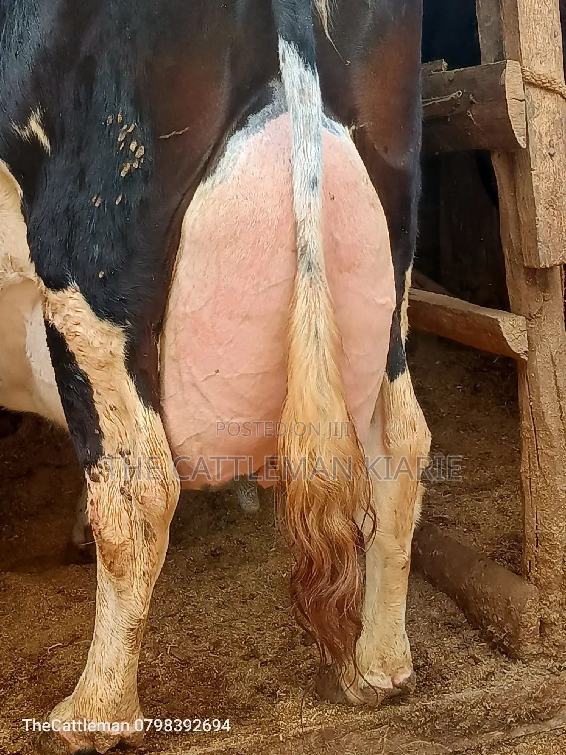 Pure Pedigree Friesian