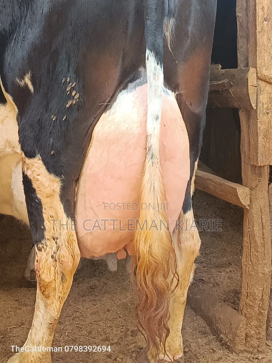 Pure Pedigree Friesian