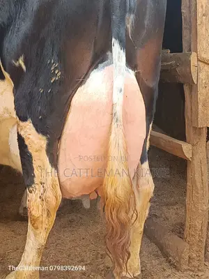 Pure Pedigree Friesian